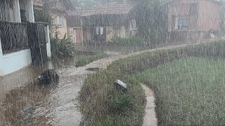 Very Heavy Rain Falls in My Village in Indonesia ll The Serene View Makes You Sleep Soundly