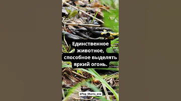 Огненная саламандра. Интересный факт