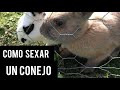 como diferenciar un conejo macho de uno hembra