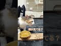 誰か見てる？#shorts #子猫