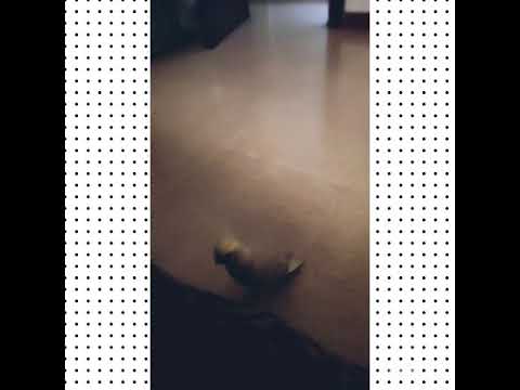 صباح غندورة علي وانا بلفرااش