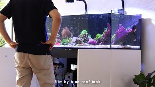 My Saltwater Reef Tank Has a Problem | Blue Reef Tank