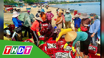 Ngư dân Quảng Ngãi tất bật vào mùa cá nục | THDT