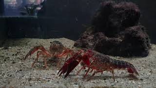 Ebirah vs his girlfriend