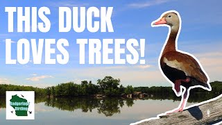 The BlackBellied Whistling Duck: Nature's Quirkiest Waterfowl?