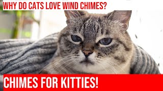 Why Do Cats Love Wind Chimes? | An Enchanting Mystery Explored by Meow-sical America 37 views 4 months ago 5 minutes, 15 seconds