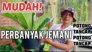 Memperbanyak Anthurium Jemani dengan cara potong batang