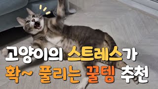 고양이 집사라면 절대 못참는 반려묘 베스트 장난감 추천💕🥳