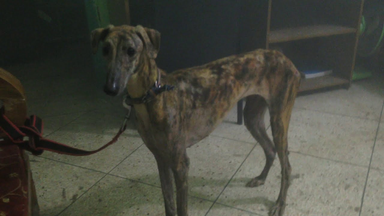 Rampu Hound in Bangladesh Vet in Dhaka City Pet Doctor in Bangladesh