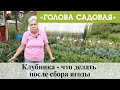 Голова садовая - Клубника - что делать после сбора ягоды