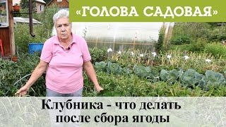 Голова садовая - Клубника - что делать после сбора ягоды