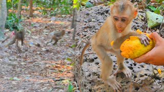 Baby Jovi eat mango with Joyce and Libby s-care Sheba run away and Leo, RB, Dawn, Royston eat food