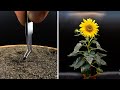 Growing sunflower time lapse  seed to flower in 83 days