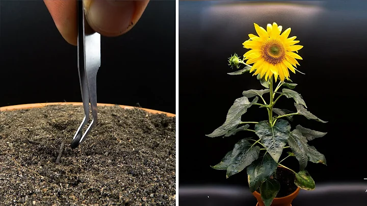 Growing Sunflower Time Lapse - Seed To Flower In 83 Days - DayDayNews