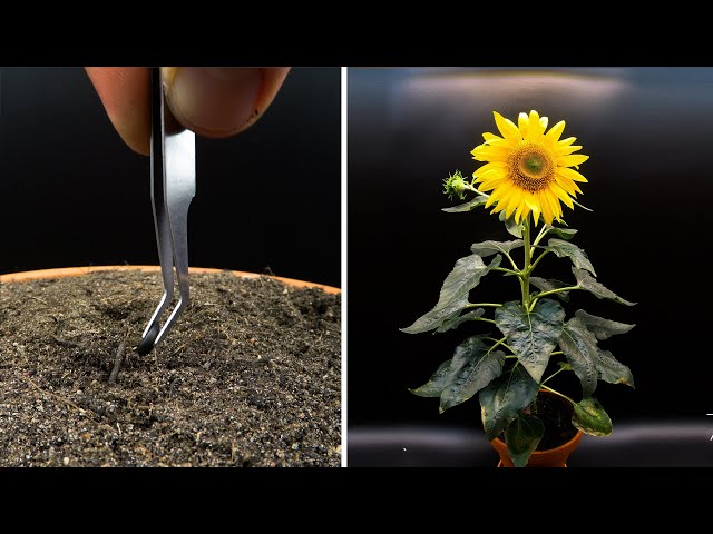 Growing Sunflower Time Lapse - Seed To Flower In 83 Days class=