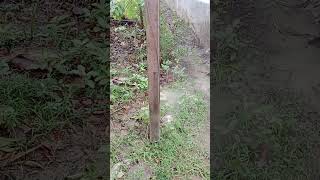 এমন দৃশ্য আগে কখনো দেখিনি #nature #ytshorts #villagelife #villegevlog #villagenews