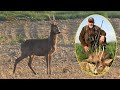 Hunting atypical roebuck - Drnje, Croatia 2022.