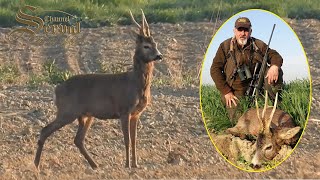 Hunting atypical roebuck  Drnje, Croatia 2022.