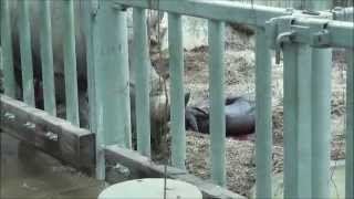 Rhino Birth At The Cotswold Wildlife Park