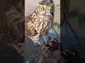 الباز الشمالي Goshawk Baaz Training Arab Falconry 