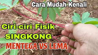 MUDAH KENALI....!! CIRI-CIRI FISIK SINGKONG LEMA VS SINGKONG MENTEGA