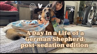A Day In a Life of a German Shepherd: Post Sedation Edition by Meet the Chows 750 views 6 months ago 1 minute, 4 seconds