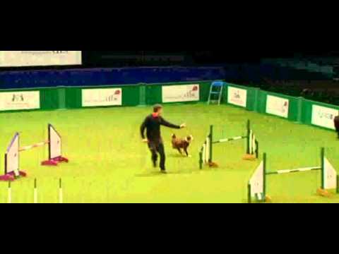 Anthony Clarke & Gas - British Open Jumping Crufts 2011