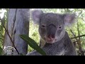 PBZ Episode - Koala Part 1
