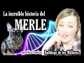 🧬LOCUS MERLE🧬 Genética canina.