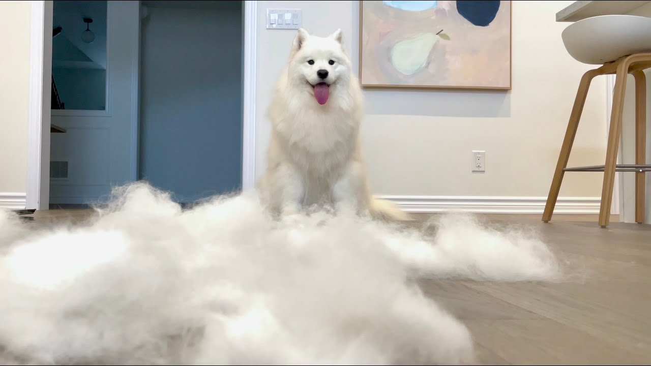 ⁣Brush my dog for an hour and you'll get a dog on a cloud