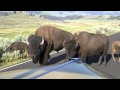 BISON STOPS CAR IN YELLOWSTONE