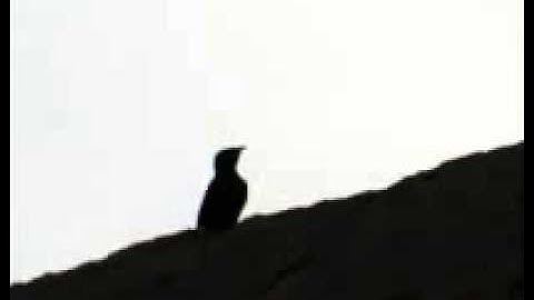 رقيه شرعيه للشيخ سعود الفايز رائع جداً نزف المشاعر
