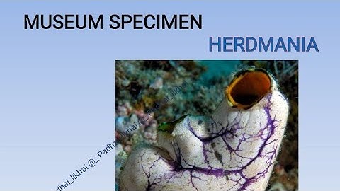 Museum Specimen - Herdmania #bsc #zoology #practical #Herdmania #sea squirt #viral #trending