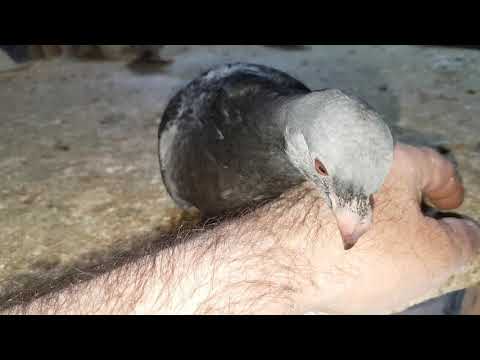 Video: ¿Cuándo debo preocuparme por los dedos de las palomas?