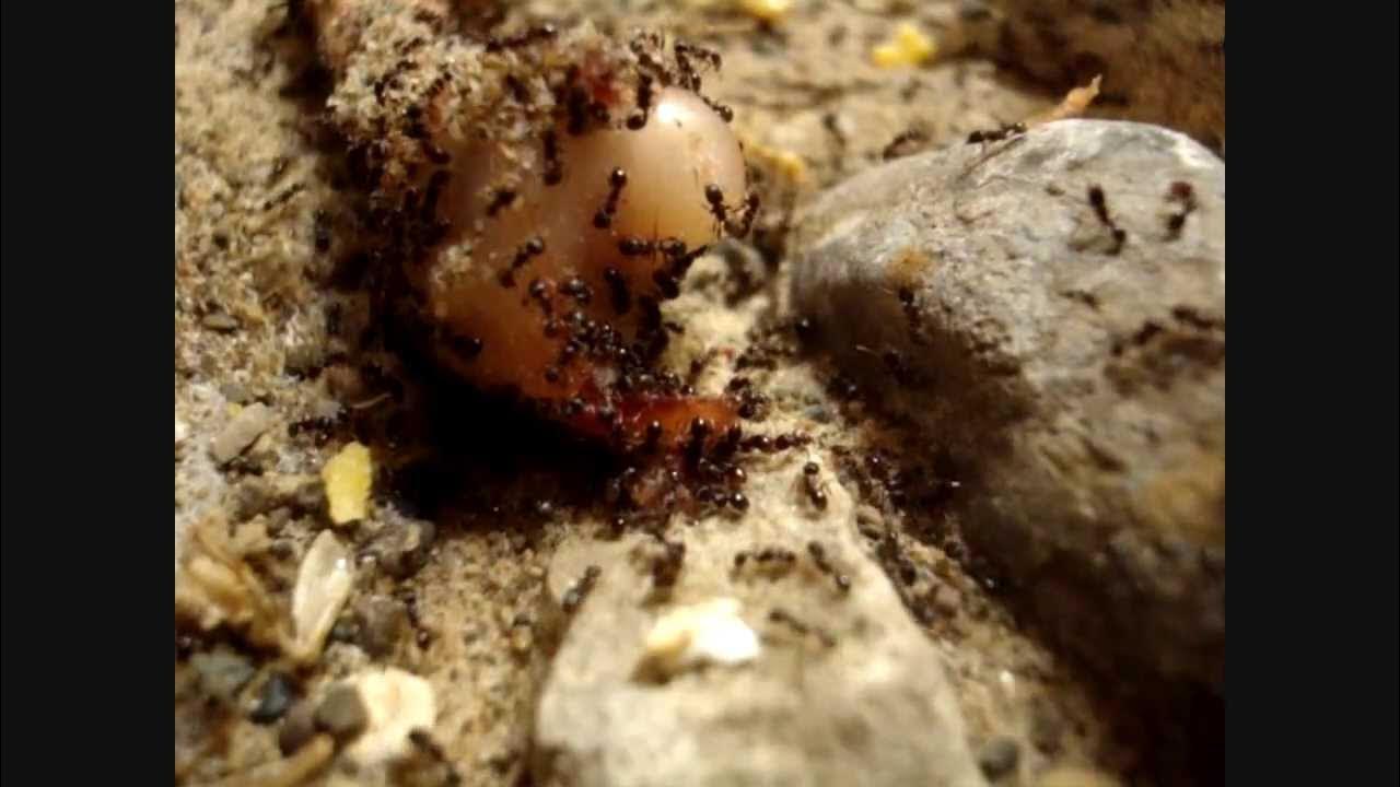 Amazing Tetramorium Colony Eating Chicken Day 513 [HD