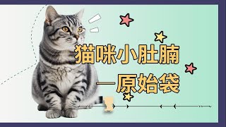 为什么瘦猫也有大肚腩那是原始袋