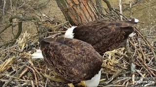 Decorah Eagles 3-2-23, 10 am HD delivers fish, HM begging calls, they share