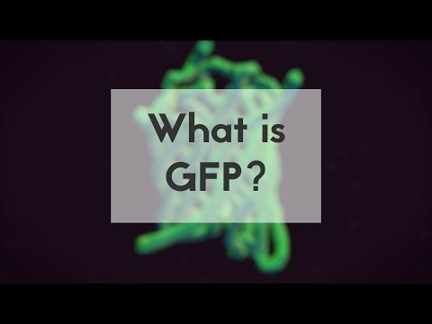 Video: Untuk protein fluorescent hijau?