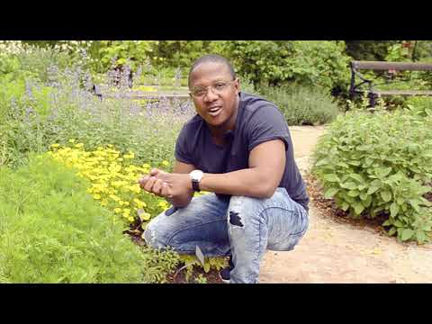 Video: Malurt (Artemisia Abrotanum)