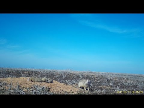 Приоткрывая заповедные двери...Полторы минуты из жизни малого суслика