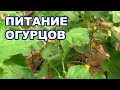 Питание для огурцов в теплице на летне-осенний оборот (28-08-2018)