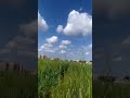 Walking Through A Wheat Field المشي في حقل قمح Shorts