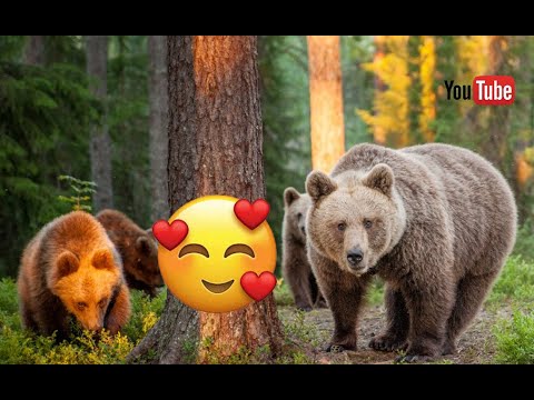 Meet the Bear - how to watch a bear in the woods Video FULL HD