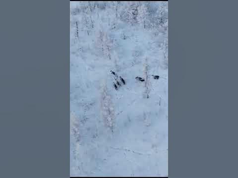 Нормы ГТО "кто вперед за ягелем" олени бегут... - YouTube