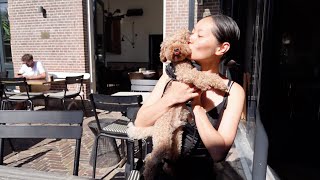 TAKING MY TOYPOODLE TO A KOREAN RESTAURANT AND MEETING FOR AN EXCITING COLLAB | HIU KWAN CHUNG #7