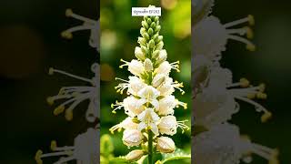 ปลูกเมล็ด EP202 ตรีชวา และ ต้อยติ่งฝรั่ง #สร้างจากai #aigenerated #plants #gardening #flowers