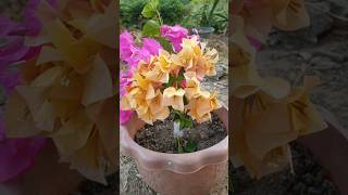 Where do Bougainvillea Flowers Come From? #agriculture