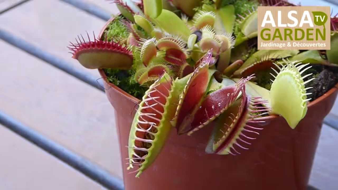 La Dionée attrape-mouche, une plante carnivore en action ! 