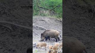 Wildschweine  #wildlife #trailcam