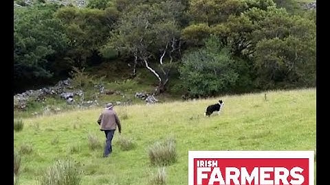 Farmers Journal video on the Pearl Mussel Project